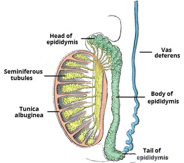 Structure of the Testes and Epididymis