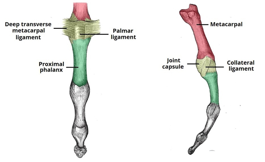 Structures of the Metacarpophalangeal Joint