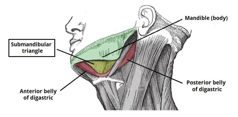 Submandibular Triangle of the Neck Borders