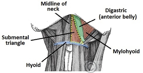 Submental Triangle of the Neck