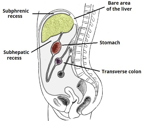 Subphrenic and Subhepatic Recesses