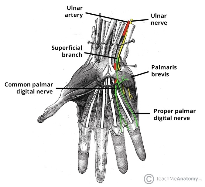 Superficial Branch of Ulnar Nerve Sensory and Motor Branches