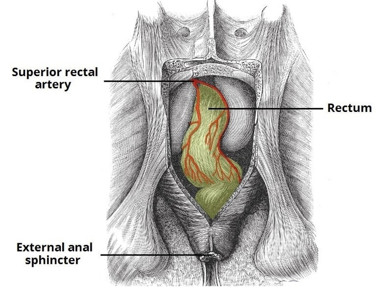 Superior Rectal Artery and Rectum