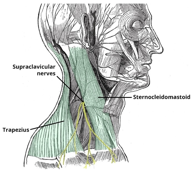 Supraclavicular Nerves