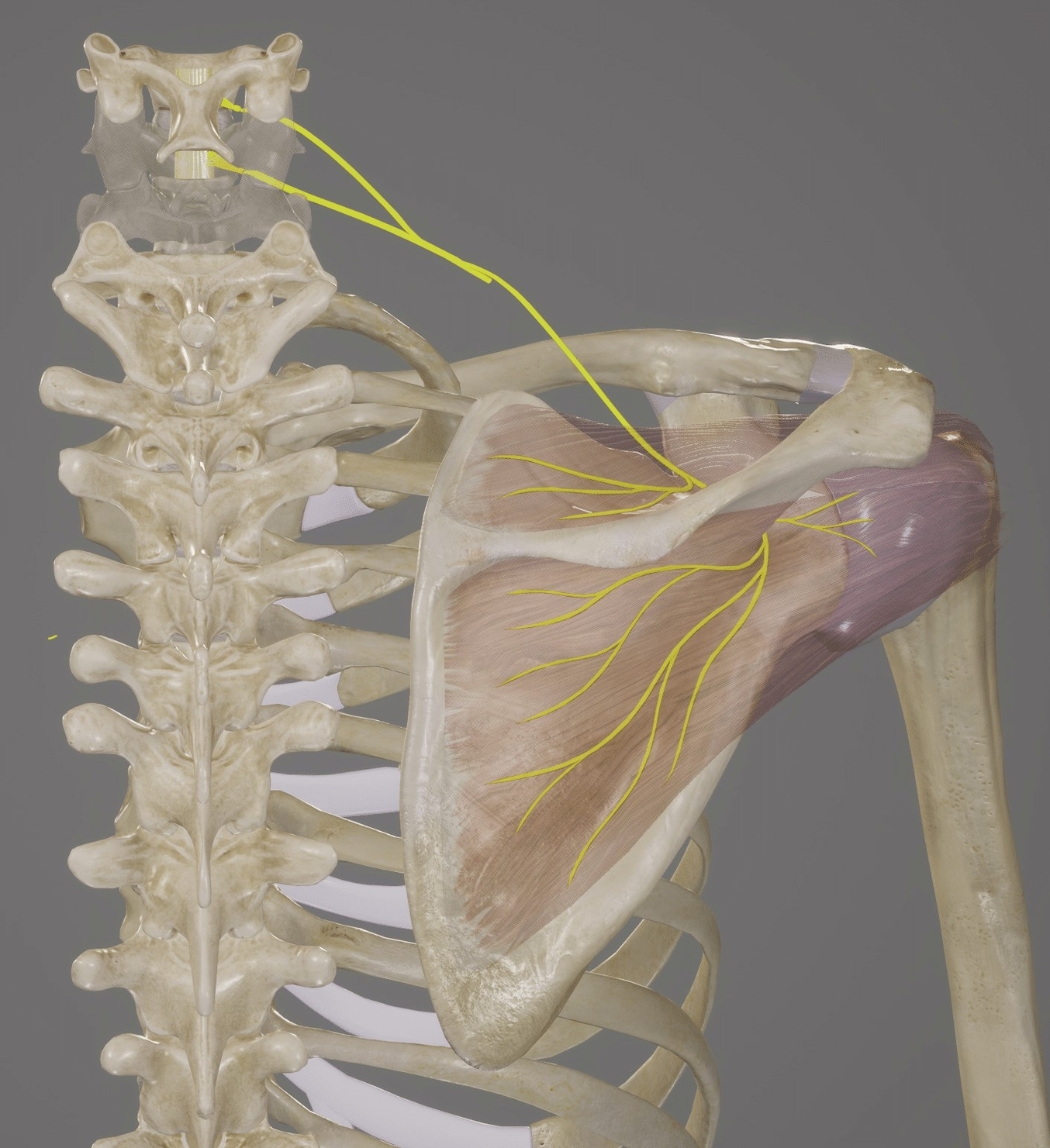 Suprascapular Nerve