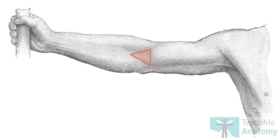 Surface Anatomy of the Cubital Fossa