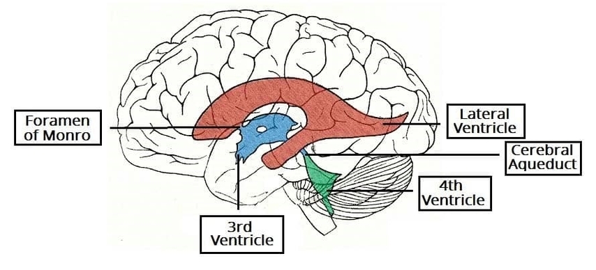 Surface Anatomy of the Ventricular System