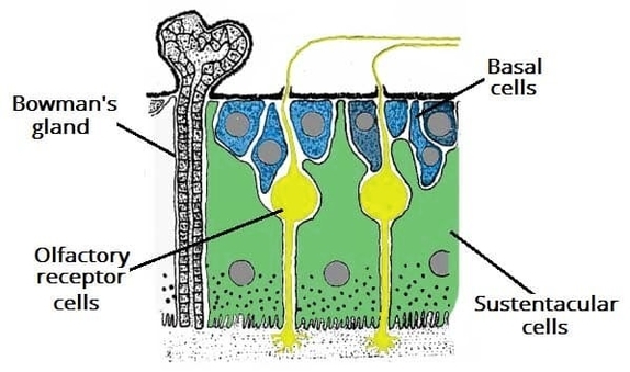 The Cells of the Olfactory Epithelium Basal Olfactory receptor and Sustentacular