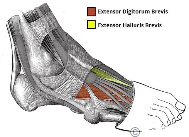 The Dorsal Layer of Muscles