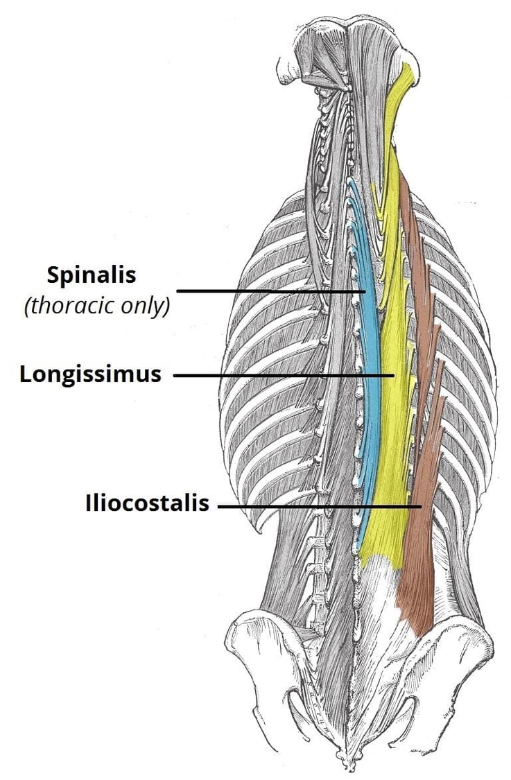The Erector Spinae of the Back