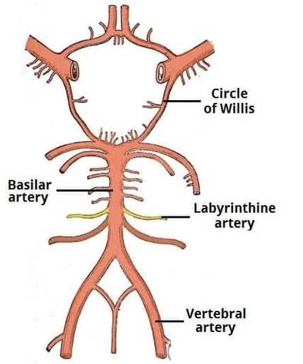 The Labyrinthine Artery