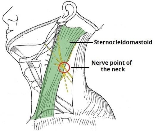 The Nerve Point of the Neck