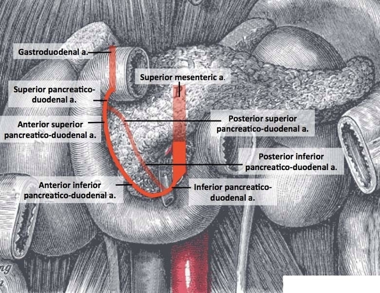 The Pancreaticoduodenal Arcade