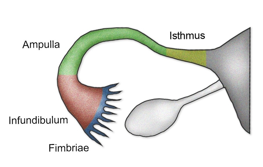 The Parts of the Fallopian Tubes
