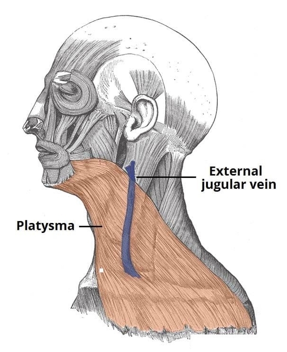 The Platysma Muscle Superficial Cervical Fascia
