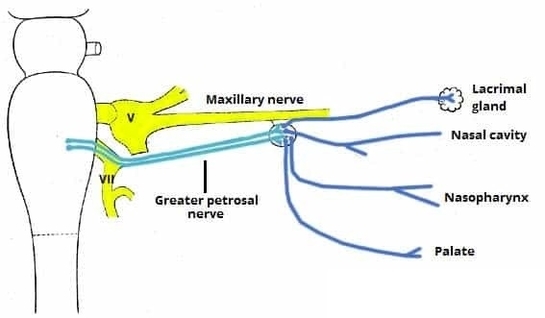 The Pterygopalatine Ganglion and Branches