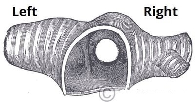 The Right and Left Bronchi Bifurcation of the Trachea