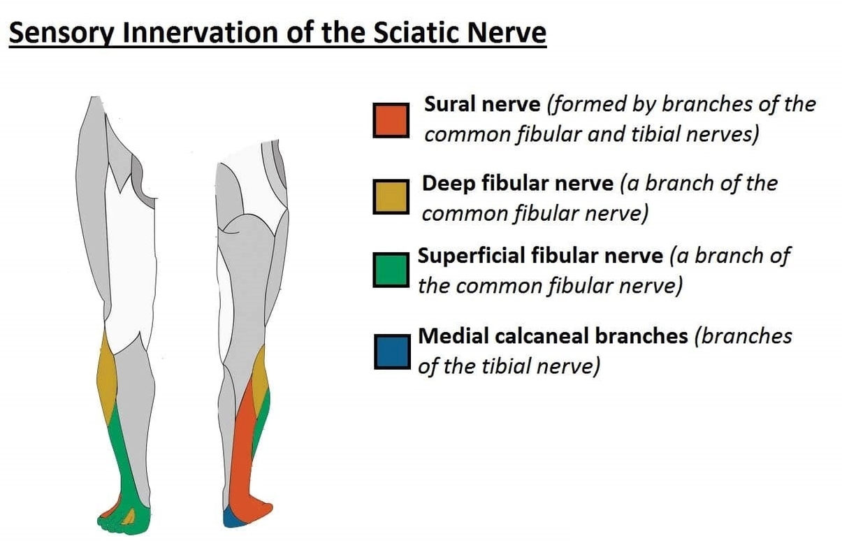 The Sensory or Cutaneous Innervation of the Branches of the Sciatic Nerve