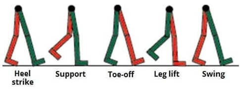 The Stages of Walking