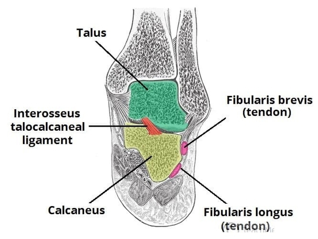 The Subtalar Joints and Ligament