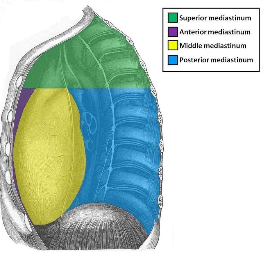 The Superior Anterior Middle and Posterior Mediastina