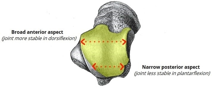 The Talus in the Ankle Joint