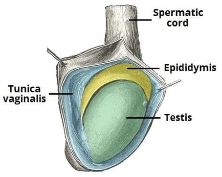 The Testes and Epididymis