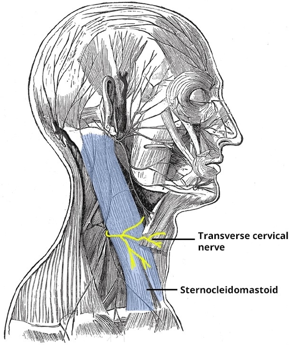 Transverse Cervical Nerve