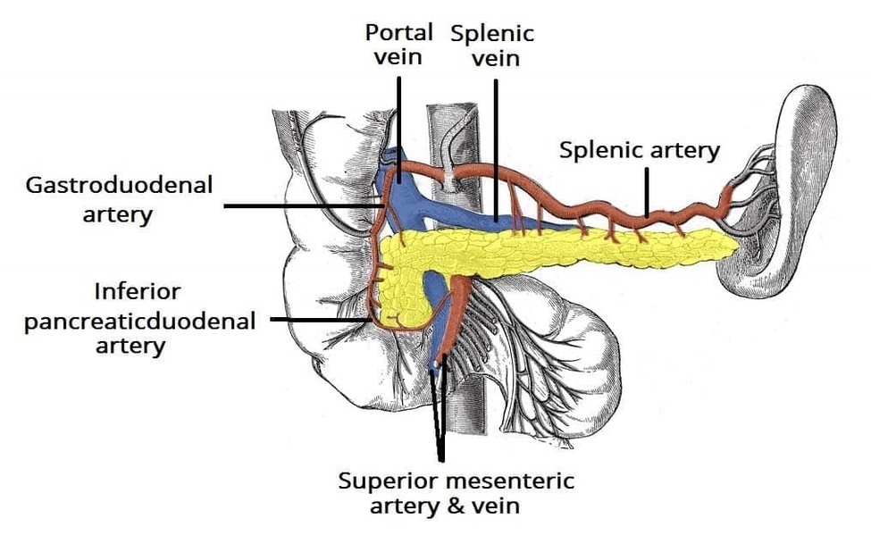 Vasculature of the Pancreas Splenic Artery and Vein