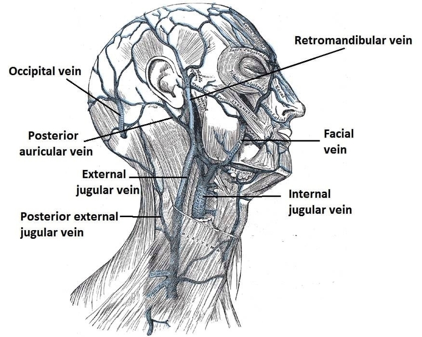 Venous Drainage of the Head and Scalp The Main Superficial Veins
