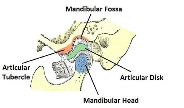 boney surfaces of the temporomandibular joint