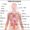 human anatomy internal organs