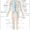human body nervous system diagram
