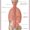 lower back anatomy pictures