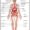 organ map human body