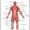 picture of anatomy of body