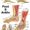 Foot and ankle diagram bones and muscles