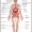 body map organs