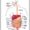 Diagram Of Human Body Organs Front And Back
