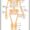 Female Skeletal Structure